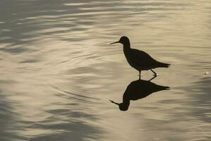 een vogel staand in de water met haar reflectie foto