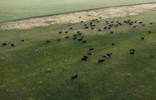 een antenne visie van een kudde van vee in een veld- foto