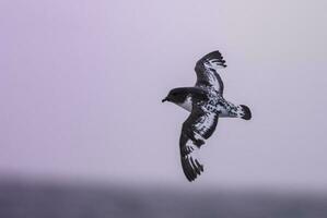 een zwart en wit vogel vliegend over- de oceaan foto