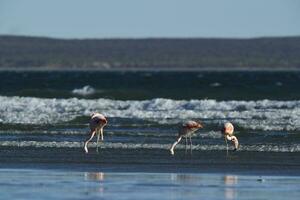 flamingo's Bij de strand foto