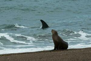 orka en zee leeuw foto