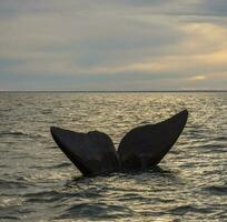 groot walvis in de water foto