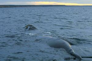 groot walvis in de water foto