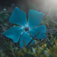 romantische blauwe bloemplant in het lenteseizoen