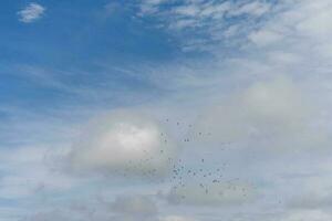 blauw lucht en wit wolken Daar zijn veel klein vogelstand foto