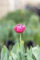 roze tulp op een bloembed in de tuin. voorjaar. bloeiend. foto