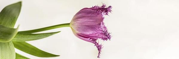paarse tulp in een vaas in de tuin. voorjaar. bloei.banner. foto