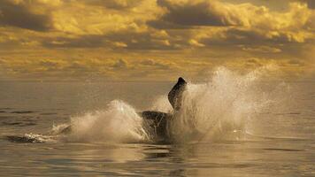 groot walvis in de water foto