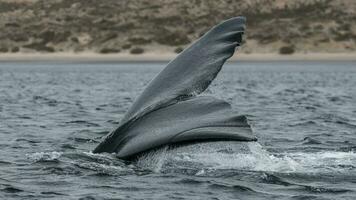 een walvis staart is gezien in de water foto