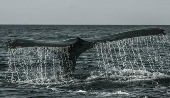 een walvis staart is gezien in de water foto