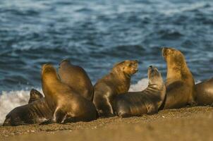 zegels in Patagonië foto