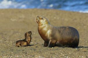 zegels in Patagonië foto