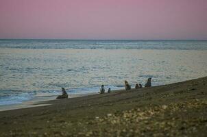 zegels in Patagonië foto