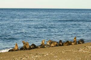 zegels in Patagonië foto