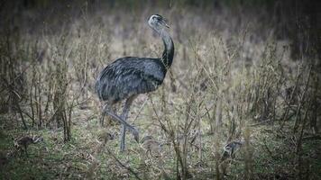 groter Rhea vogel in pampa, Argentinië foto