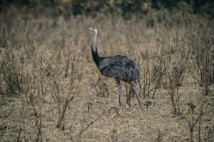 groter Rhea vogel in pampa, Argentinië foto