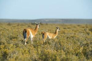 guanaco's in Chili foto