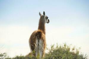 guanaco dier in de wild, pampa, Argentinië foto