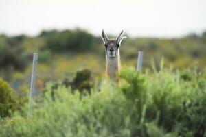 guanaco dier in de wild, pampa, Argentinië foto