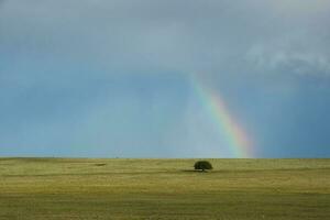 regenboog over- een boom foto