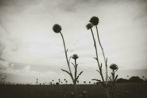 bloem veld- in las pampa, Argentinië foto