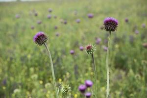 bloem veld- in las pampa, Argentinië foto