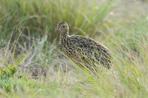 gevlekte tinamou vogel in las pampa, Argentinië foto