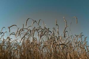 tarwegras veld foto