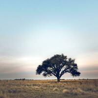 calden boom, prosopis caldenia pampa landschap, la pampa, Patagonië, Argentinië foto