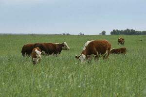 stier fokken in de Argentijns platteland foto