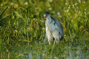 zilverreiger vogel in Argentinië foto