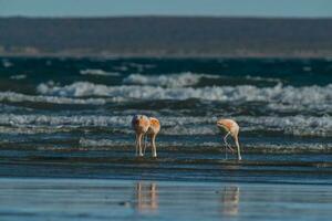 flamingo's Bij de strand foto