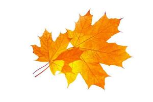 heldere kleurrijke herfstbladeren. natuur foto