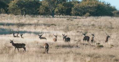 rood hert in luro natuur reserveren foto