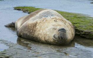 een groot zegel in de water foto