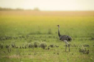 een struisvogel is staand in de midden- van een veld- foto