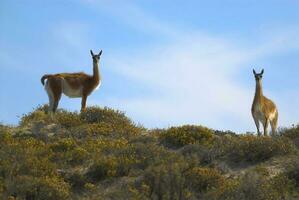 twee dieren staand Aan een heuvel foto