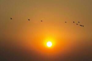 een kudde van vogelstand vliegend in de lucht Bij zonsondergang foto