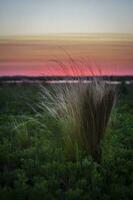 een met gras begroeid veld- met een zonsondergang in de achtergrond foto