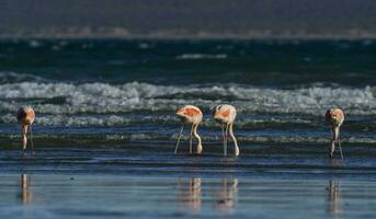 flamingo's Bij de strand foto