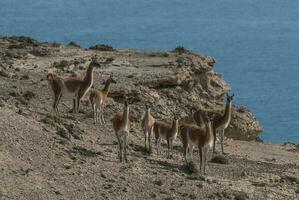 een groep van dieren staand Aan een rotsachtig heuvel foto