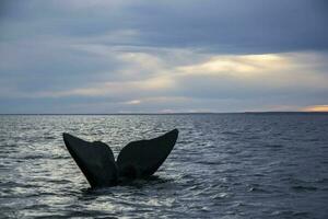 groot walvis in de water foto