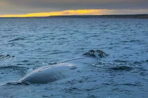 groot walvis jumping in de water foto