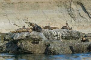 zegels in Patagonië foto