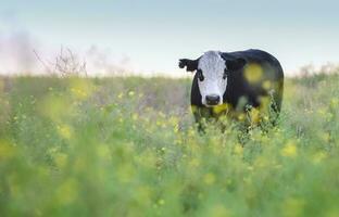 stier fokken in de Argentijns platteland foto