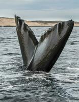 een walvis staart is gezien in de water foto