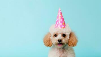 schattig hond in verjaardag pet foto