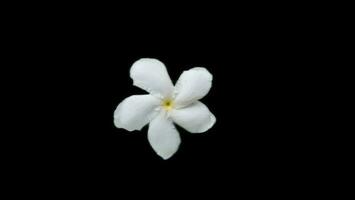 wit bloem geïsoleerd Aan zwart achtergrond foto