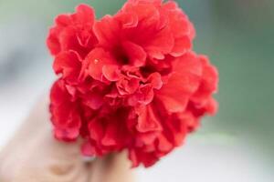 een man's hand- Holding een rood bloem stijgt omhoog in de lucht. foto