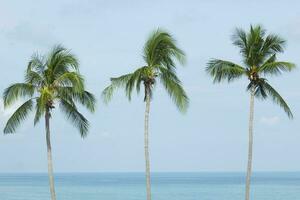 palm boom en zee zomer foto